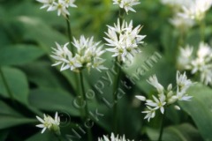 Wild garlic in flower