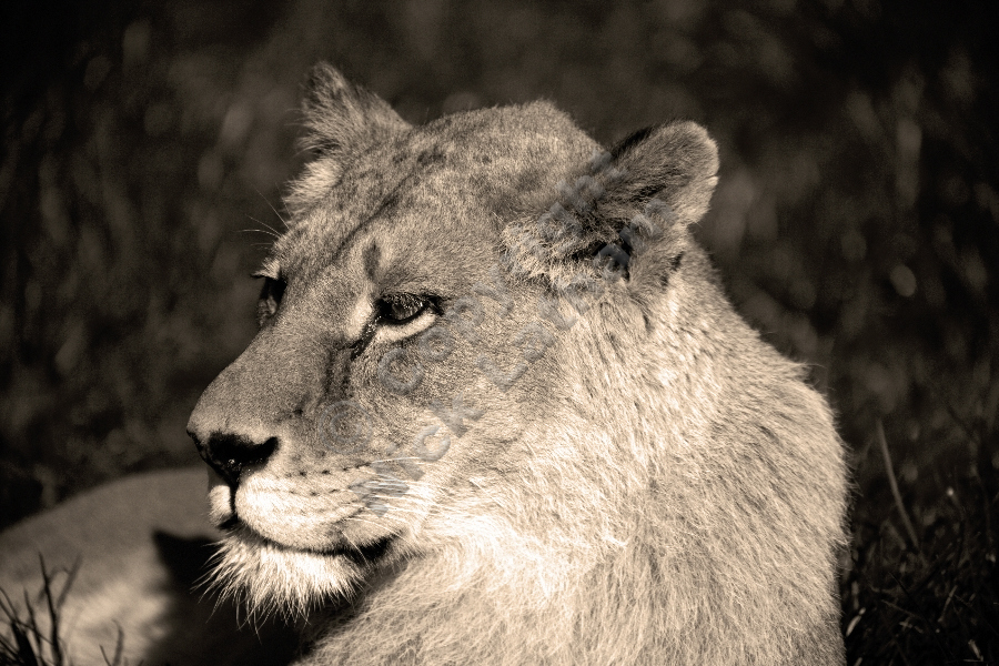 Lioness - Imperious