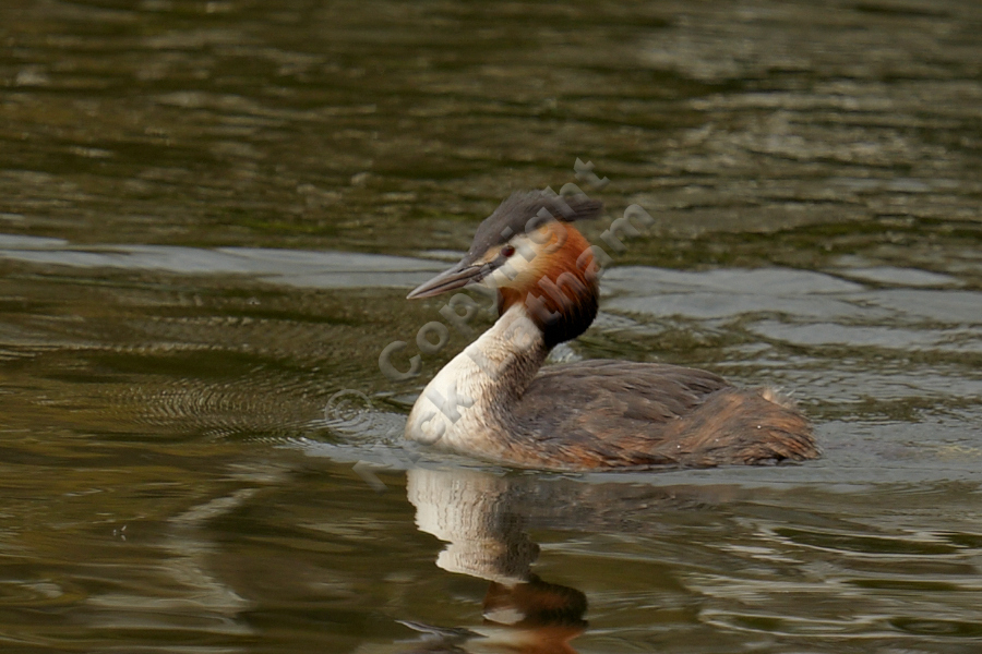 bird water lake pond swim dive fish brown grey buff orange brown white plumage feathers