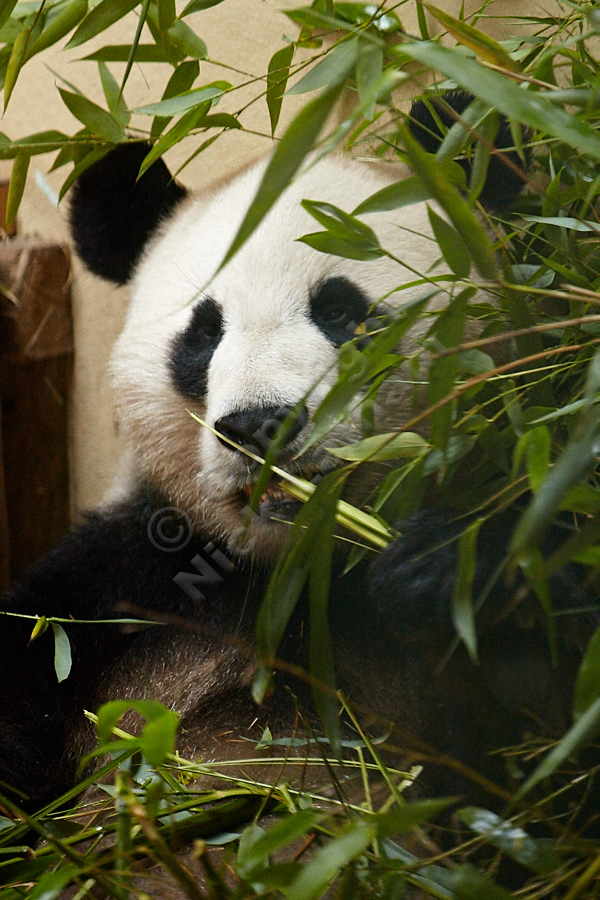 Edinburgh Zoo Pandas - Yang Guang