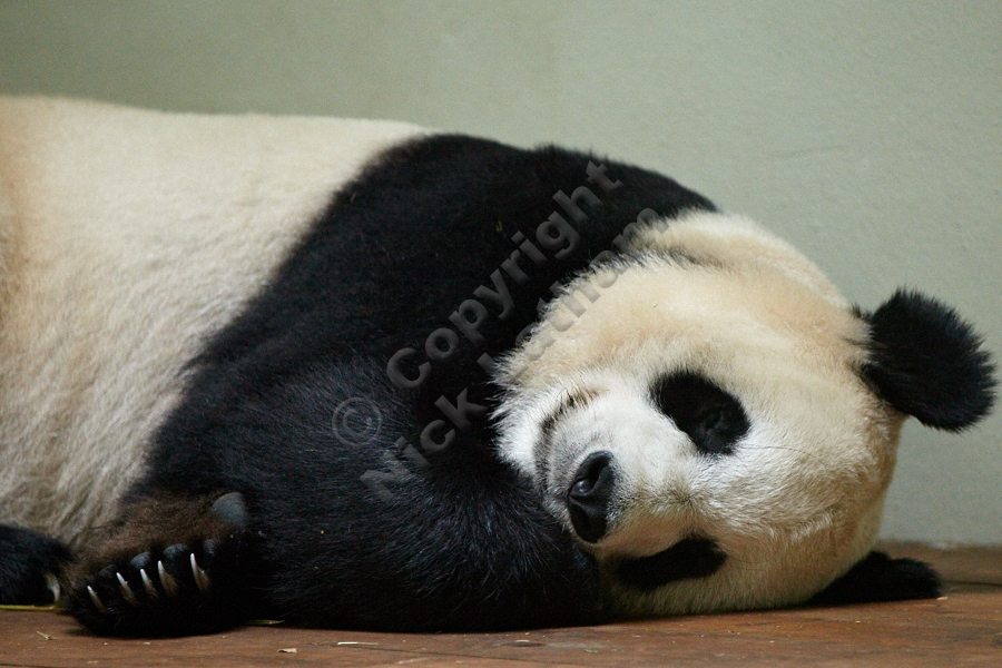 Edinburgh Zoo Pandas - Tian Tian