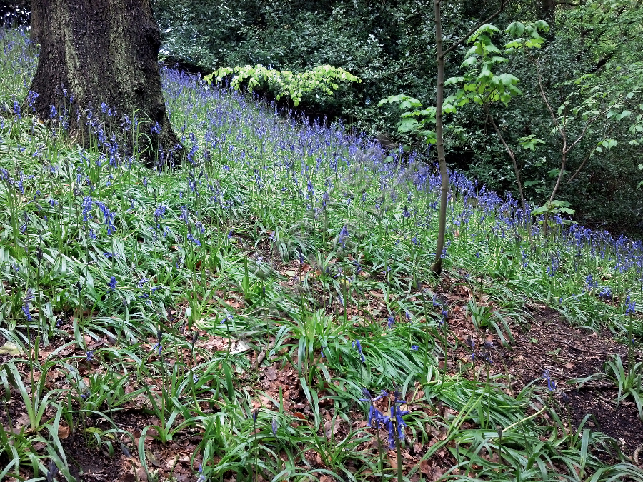 Houghall Woods Bluebells 2013