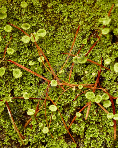 lichen pine needles close up macro green brown patern wet