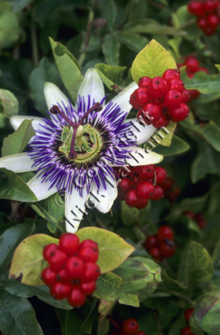 white purple garden exotic foliage climber plant