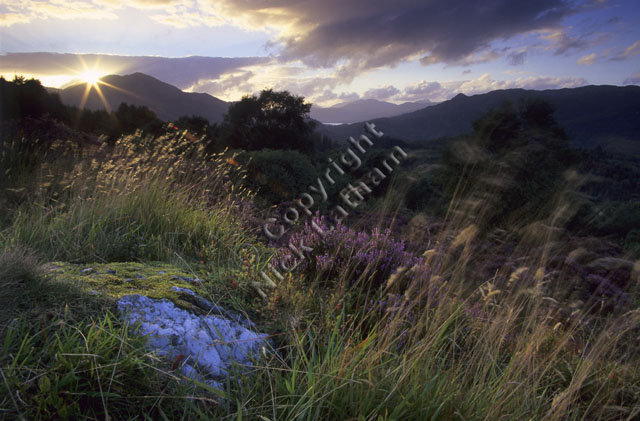 mountain moor hill fell Scotland tree landscape cloud heather pink grass movement sun flare sunset cloud quartz rock