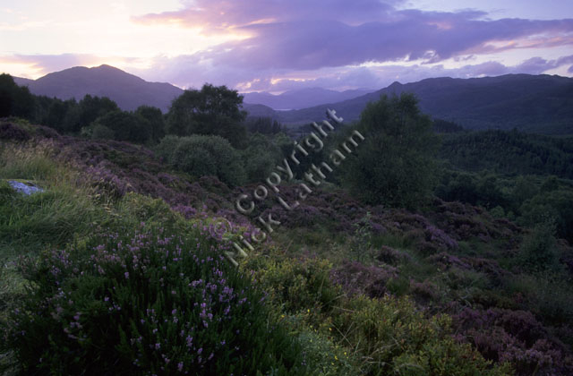 mountain moor hill fell Scotland tree landscape cloud heather pink sunset