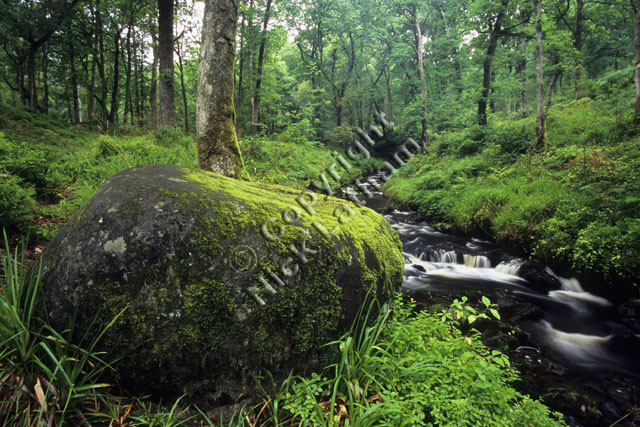 rock stream tree foliage Scotland Trossachs burn river brook water flow wood woodland