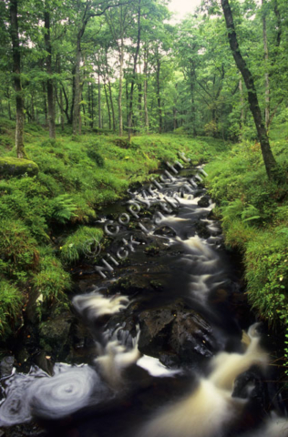 wood woodland river stream burn brook rock water flow blur eddy fern foliage green