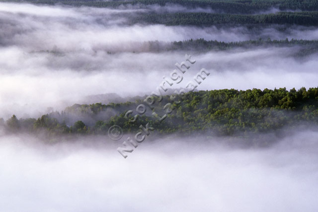 forest cloud inversion mist trees landscape repeat sun wood Scotland Trossachs landscape nature