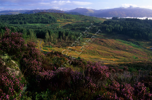 heather pink forest mountain cloud hill slope sunrise sun Duke's Pass Trossachs Scotland sky landscape