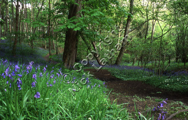 Durham Blaid's Wood spring deciduous broad-leaf foliage carpet wild flower tree nature