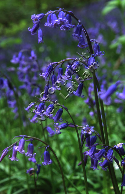 woodland spring Britain British curve stem sunny flower nature wild