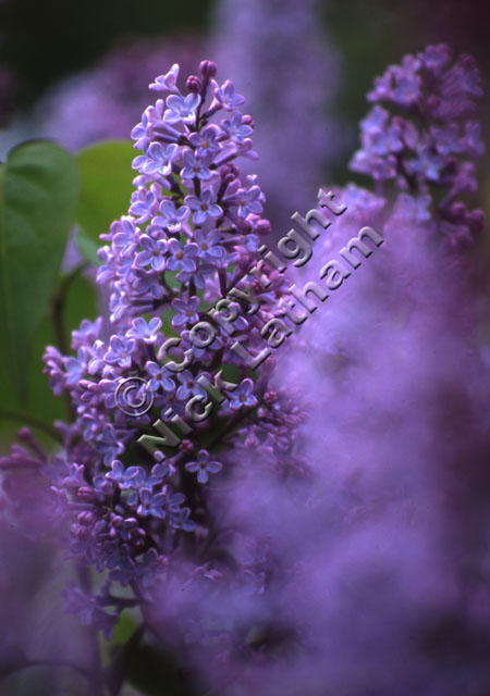 flower purple shallow depth-of-field blur foliage plant shrub garden