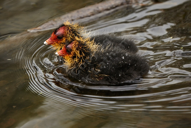 two birds baby black red beak orange feathers down plumage brood water pond ripple