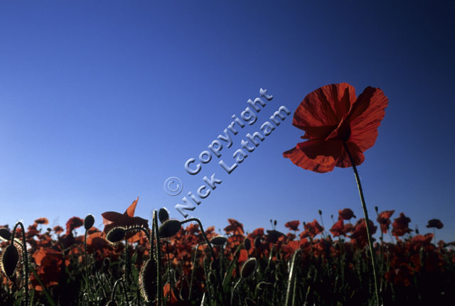 red poppy flower blue sky backlit Remembrance field sunny